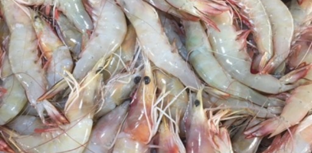 خواص شگفت انگیز میگو برای سلامتی