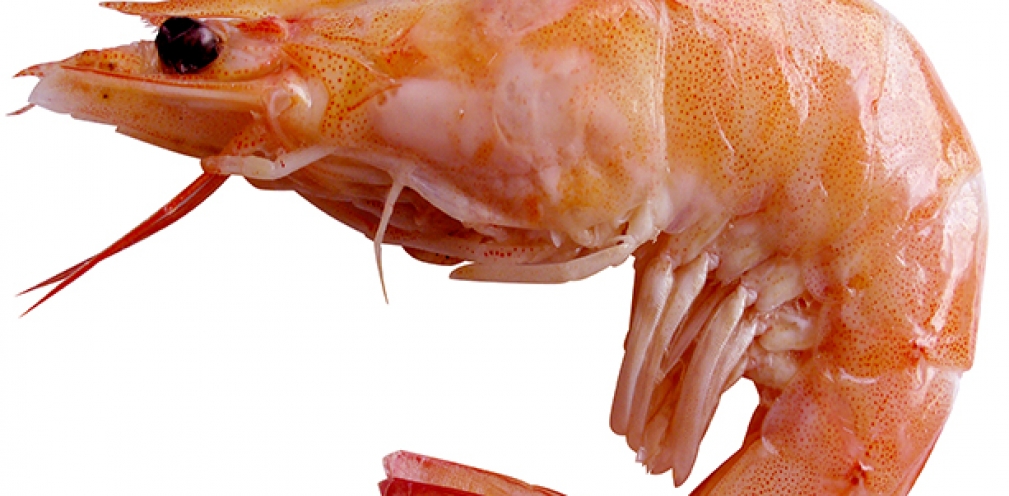 میگو و انواع میگو