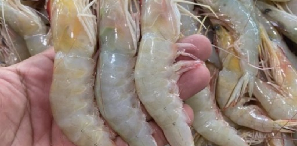 ۸ اشتباه رایج هنگام پخت میگو