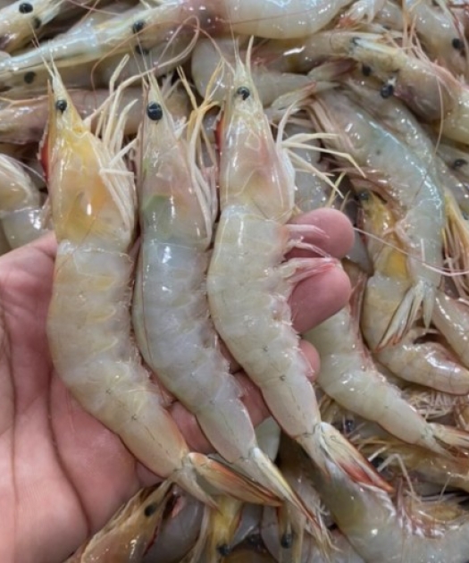 ۸ اشتباه رایج هنگام پخت میگو